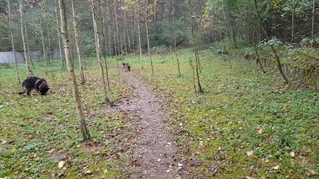 Как Хиневич наВРЕДил Славяно-Арийскому Роду