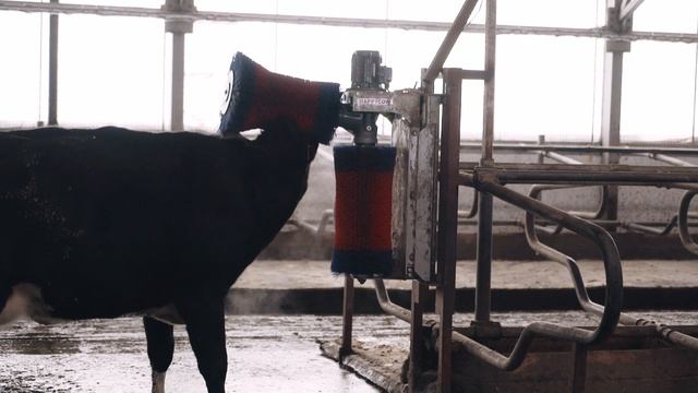 Щетки-чесалки для коров смотреть онлайн