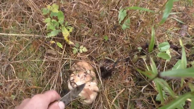 ПОЛНЫЕ КОРЗИНЫ ГРИБОВ ЗА 30 МИНУТ! смотреть онлайн