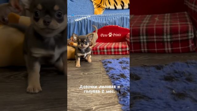 Лиловая и Голубая девочки чихуахуа #купитьщенка  #лиловыечихуа #голубыечихуахуа #чихуахуа