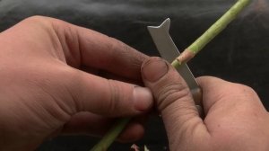 Прививка розы на шиповник или окулировка щитком под кору , в средней полосе России.