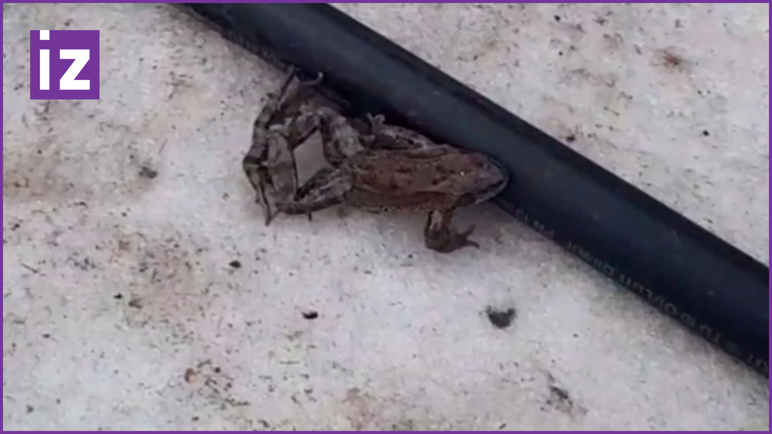 Московская оттепель пробудила лягушек / Известия