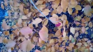 Красивые желтые и розовые осенние листья спиреи Beautiful yellow and pink autumn leaves of spirea