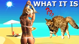 10 Минут самых смешных видео с кошками в мире .