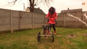 Собаки на колёсах