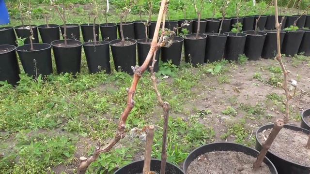 Киевская область, 13 мая 2017 года последствия ночного заморозка. смотреть онлайн