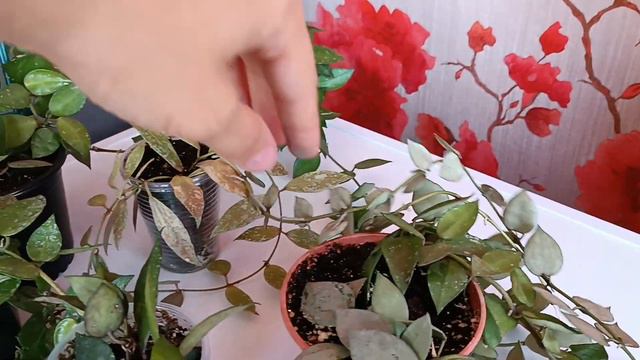 Сорта хойи лакунозы. #Hoya Lacunosa Eskimo. смотреть онлайн