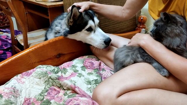 Ха хочет дружить с Дымком!