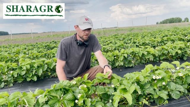 Сорт суниці садової Соната смотреть онлайн