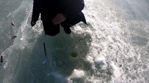 Зимняя рыбалка на Байкале. День третий. Матросы. #Байкал #Рыбалканабайкале #рыбалка #зимняярыбалка