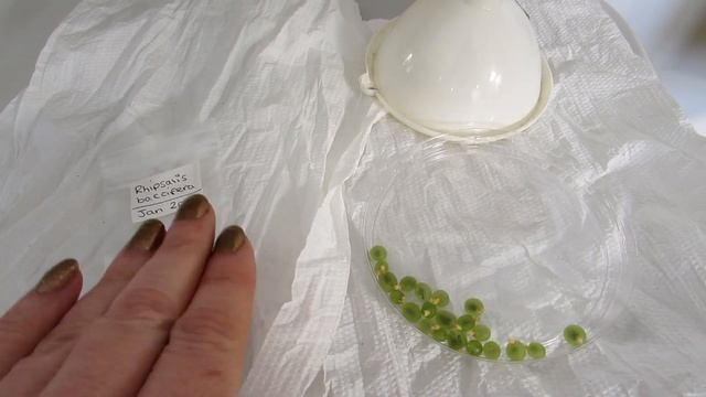 How To Harvest Seeds from Rhipsalis Cactus Plants - The Mistletoe Cacti смотреть онлайн