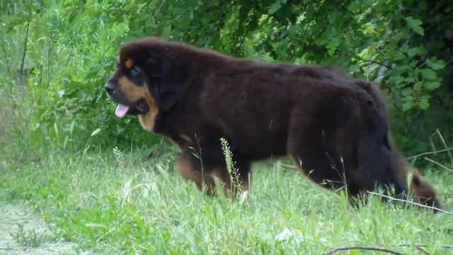 tibetan mastiff boy, 5 months old.FCI смотреть онлайн