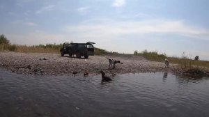 До слёз/Измученный пёс Граф радуется воде