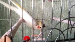 Папугай Карелла весело поет : )