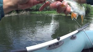 Спиннинг в конце июня! Ловля голавля на микроколебалки!