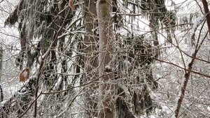 Старый город  / Обнинск 12.12.2021