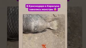 Рыбы – монстры завелись в озере Карасун под Краснодаром