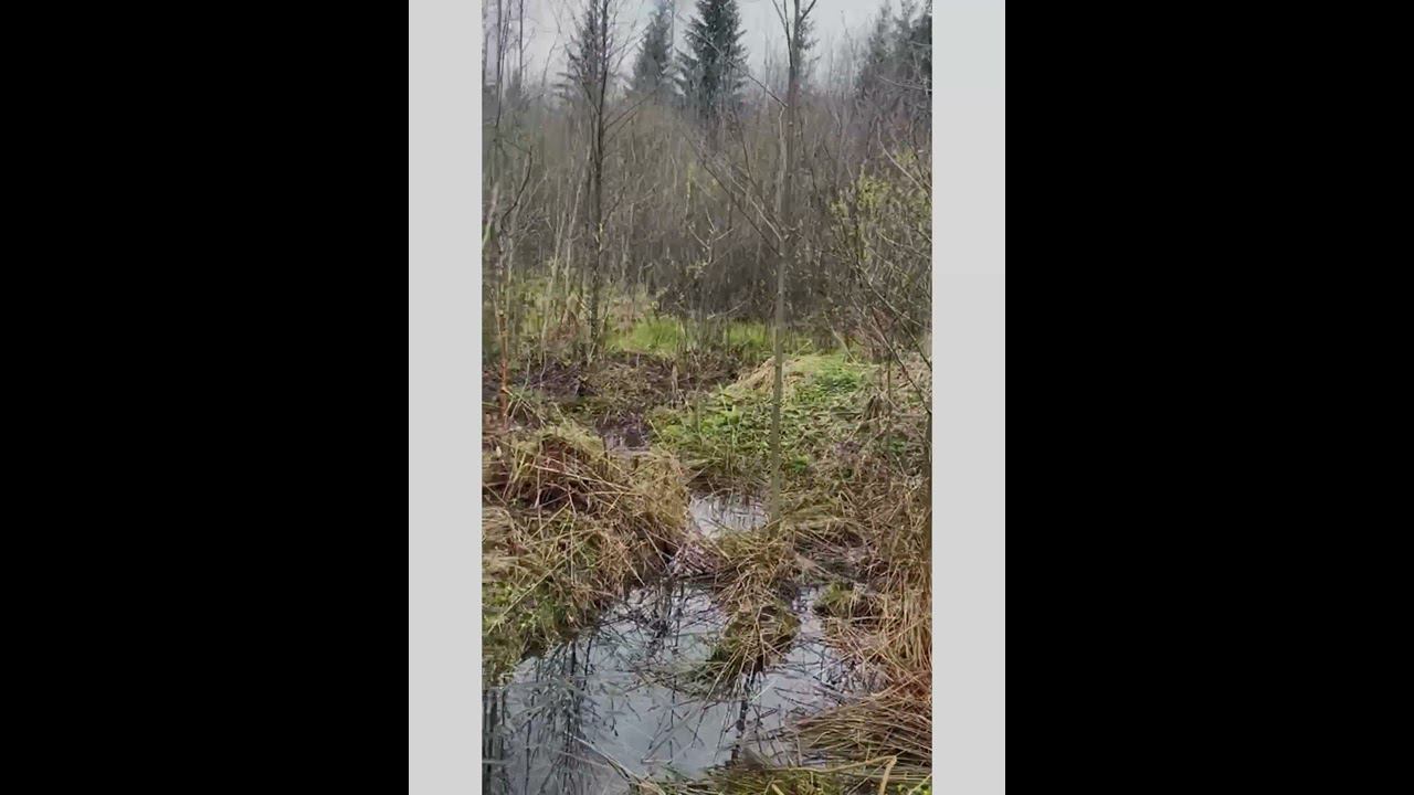 В продаже участок, Кингисеппский район, Ленинградская область, СНТ Ясень смотреть онлайн