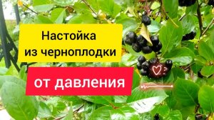 ⚫ Наливка из черноплодки. Настойка из черноплодной рябины от давления.