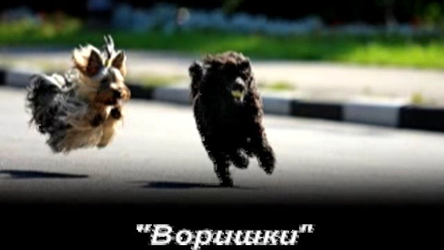 Воришки - неудачники смотреть онлайн