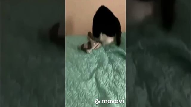 Позитивные пожелания