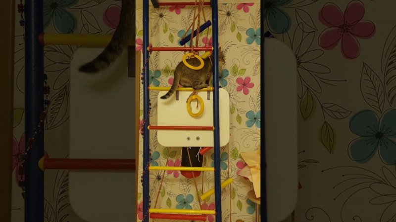Кошка  лазает не хуже обезьянки