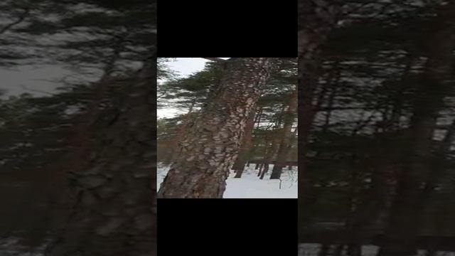 Красивые сосны в лесу, снежная выдалась зима