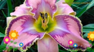 Лилейник гибридный Милдред Митчел. Краткий обзор, описание hemerocallis Mildred Mitchell