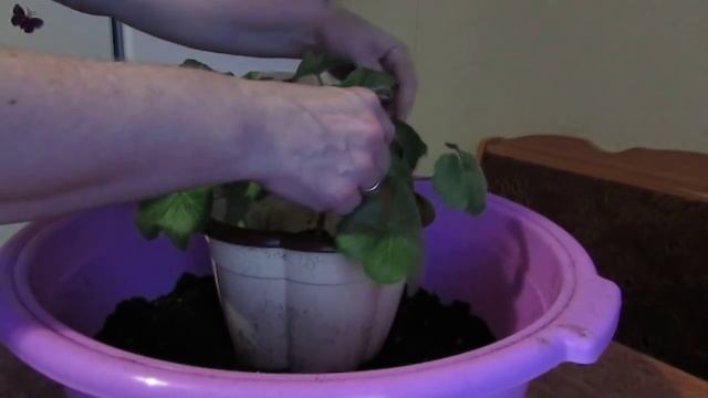 Герань (посадка). смотреть онлайн