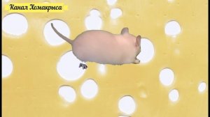 Игра для кошек, котов и котят Живая мышка бегает и пищит Видео для кошек Игры для кошек на экран