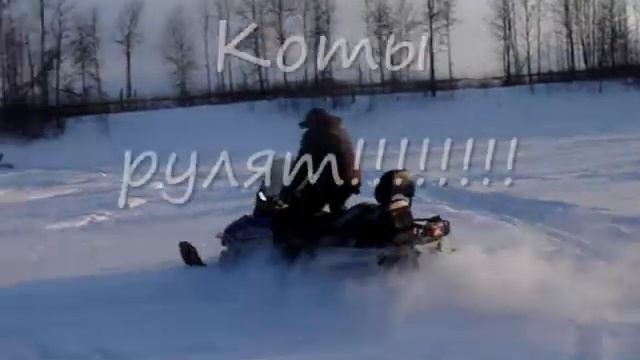 Сургутские котоводы 0001 смотреть онлайн