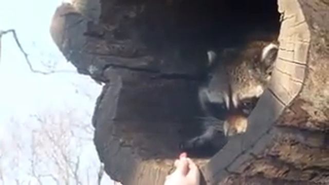 Смешной енот смотреть онлайн