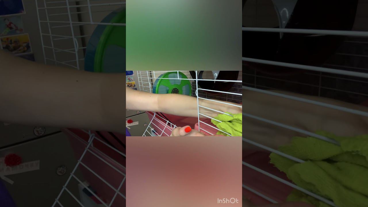 Мои крыски и уборка