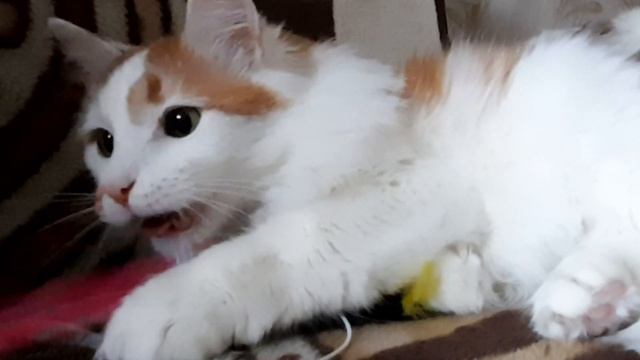 Ловить или не ловить?  Забавная игра кота Лучика!