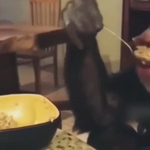 Жесткий прикол_смех до слез,ржака #shorts