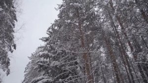 Пихтовое масло
