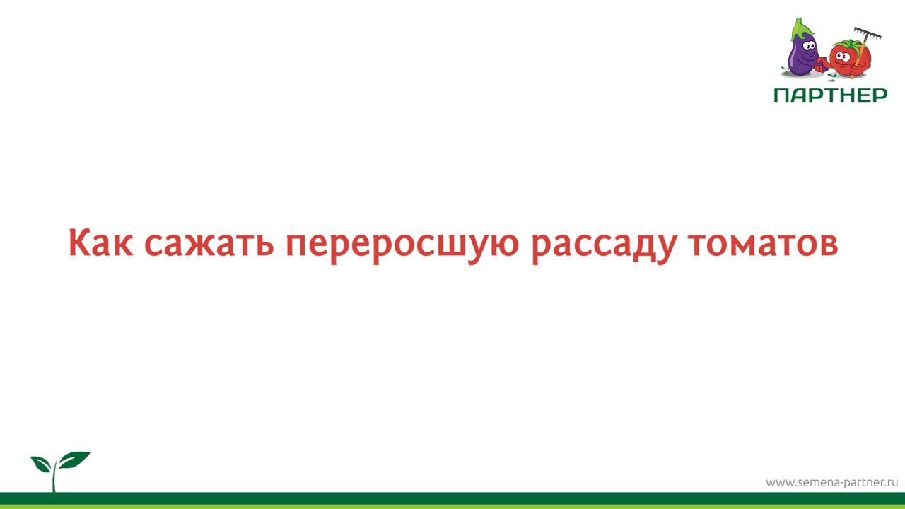 Как сажать переросшую рассаду томатов