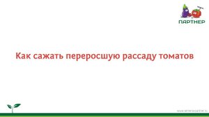 Как сажать переросшую рассаду томатов