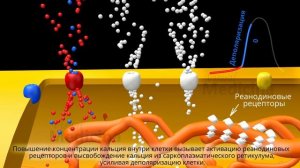 Потенциал действия клетки водителя ритма