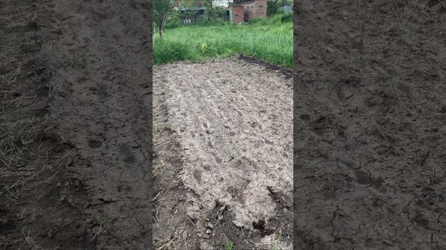 Как Вы это делаете?!!! Снимаете и работаете…. Нереально, это нереально!!! #грядки #дача #рассада смотреть онлайн