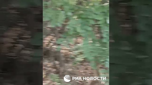 Курская (online-video-cutter.com) (1)