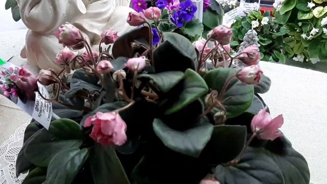 Фиалка Красный Тюльпан выращена в виде трейлера. смотреть онлайн