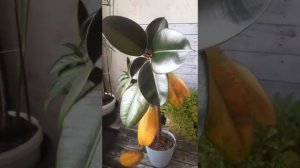 ЭТО НЕМЫСЛИМО! фикус Мелани каучуконостный