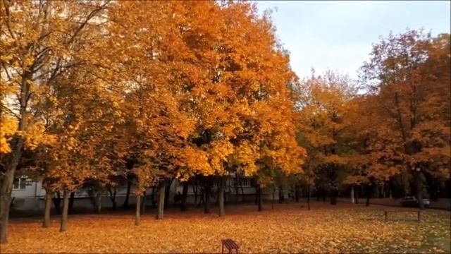 ОСЕННИЙ  ЛИСТОПАД.  ЗОЛОТАЯ  И  ТЁПЛАЯ  ОСЕНЬ  2018.  ЗОЛОТОЕ  БАБЬЕ  ЛЕТО