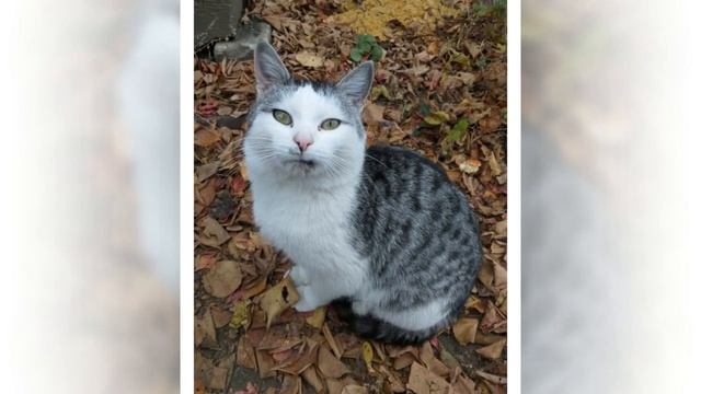 Брошенный на дачах кот бежал за машиной девушки, которая накормила его хлебом… смотреть онлайн