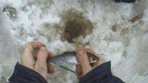 Открываю тайну отличной насадки для зимней рыбалки ЛУЧШЕ,МОТЫЛЯ,ЧЕРВЯ,ОПАРЫША! Рыбакам смотреть!