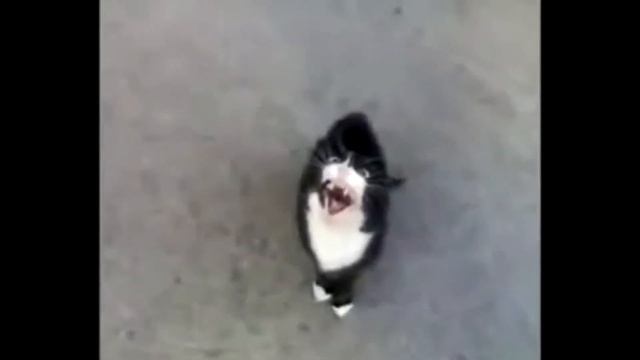 Феликс просит корм (это видео набрало 20 миллионов просмотров за месяц) смотреть онлайн