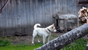 Собачка охраняет территорию