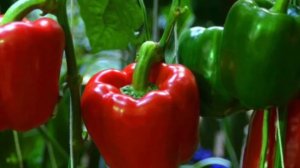 ДАЙТЕ ПЕРЦАМ МОЛОКО ПОТОМ БУДЕТЕ ДУМАТЬ КУДА ИХ ДЕВАТЬ! Молоко повышает урожай перца почти в 2 раза