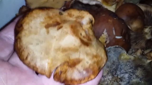 ПЕРЕБИРАЕМ ГРИБЫ // РАБОТУ СЕБЕ ВСЕГДА НАЙДЕМ // ЖИЗНЬ В ДЕРЕВНЕ смотреть онлайн